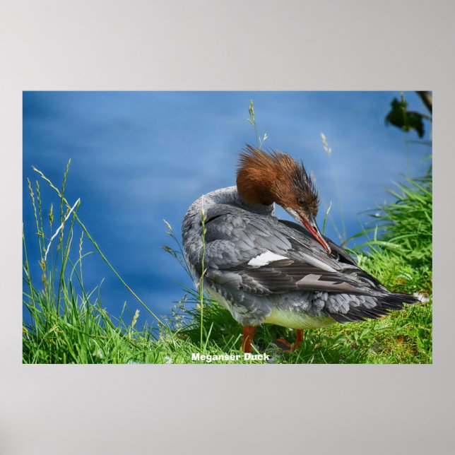 Meganser Anka Poster (Framsidan)