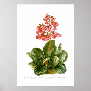 Megasea purpurascens (den purpurfärgade poster
