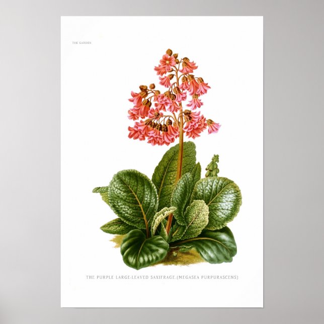 Megasea purpurascens (lila saxifrage) poster (Framsidan)