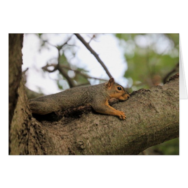 Meh Hälsningskort (Framsidan Horizontal)