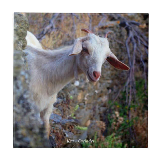 Mejande get kakelplatta (Framsidan)