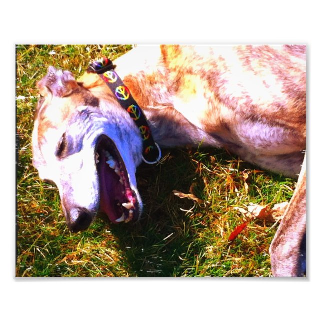Mejande greyhound i sol fototryck (Framsidan)