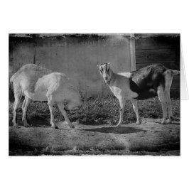 Mejerigetter i svartvitt hälsningskort