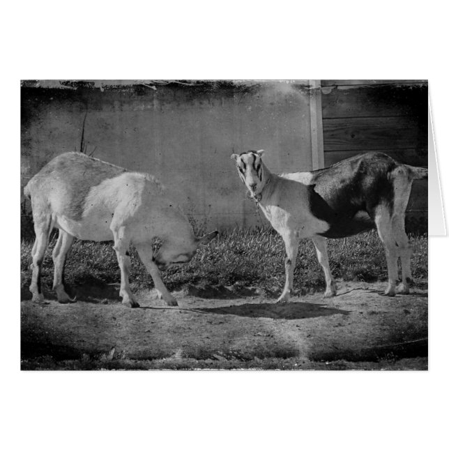 Mejerigetter i svartvitt hälsningskort (Framsidan Horizontal)