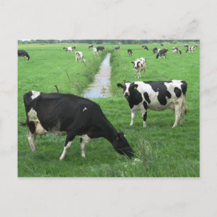 Mejerikoster - vykort