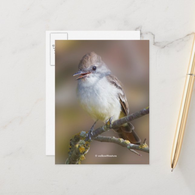 Mejlande Ash-Throated Flycatcher Songbird på Gren Vykort (Fram/Back In Situ)