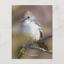 Mejlande Ash-Throated Flycatcher Songbird på Gren Vykort