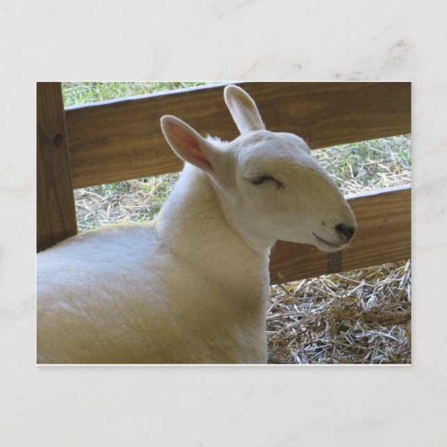 Mejlande får vykort (Framsida)