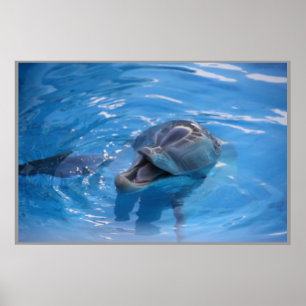 Mejling Dolphin Poster