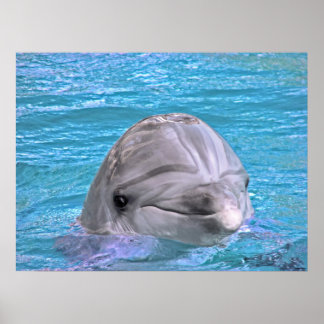 Mejling Dolphin Poster