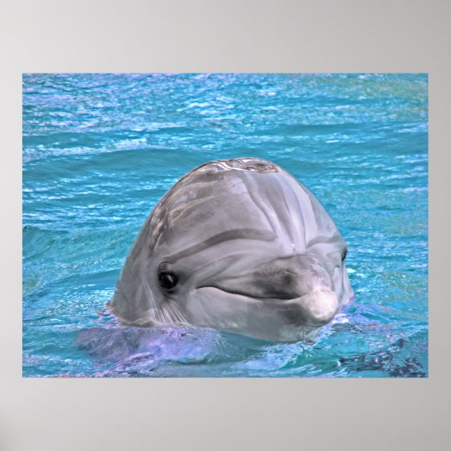 Mejling Dolphin Poster (Framsidan)