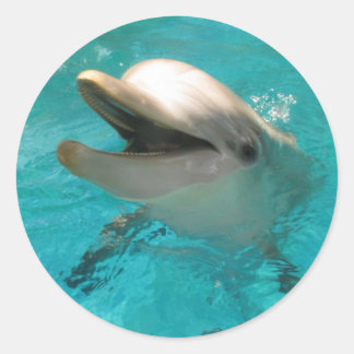 Mejling Dolphin Runt Klistermärke