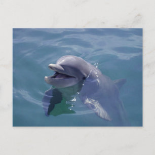 Mejling Dolphin Vykort