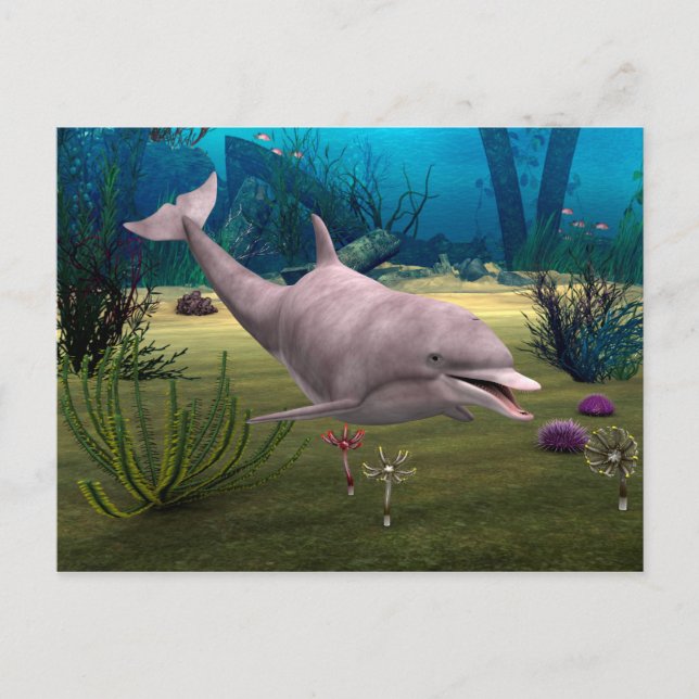 Mejling Dolphin Vykort (Framsida)