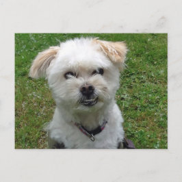 Mejsel av vykort för Pudel-kor