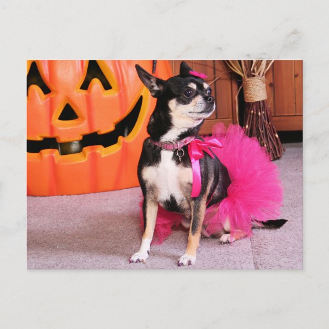 Meka - Chihuahua - Shaver Vykort (Framsida)