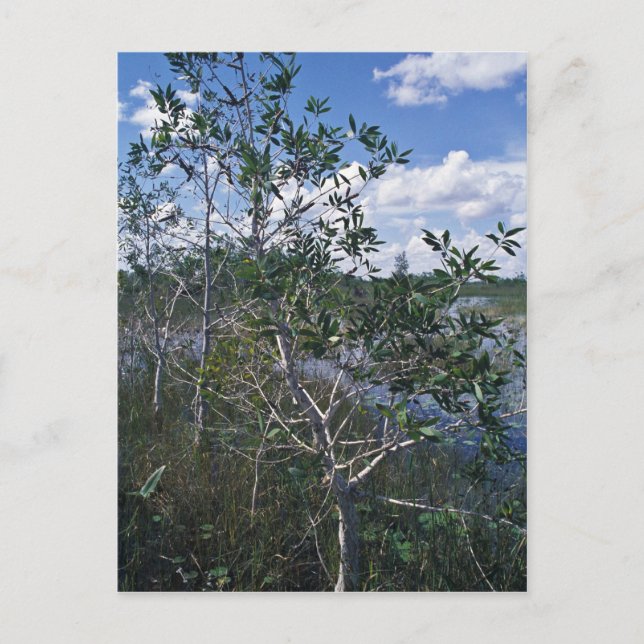 Melaleuca i träskområdet vykort (Framsida)