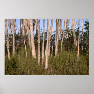 Melaleuca Träd i Everglades Poster
