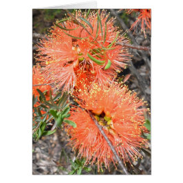 Melaluca Blank Card Hälsningskort