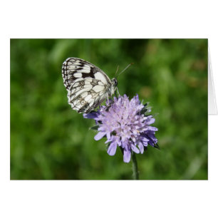 Melanargia galathea hälsningskort