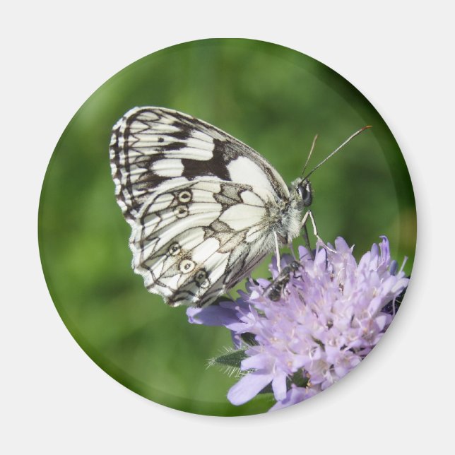 Melanargia galathea magnet (Framsidan)