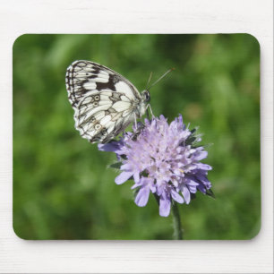 Melanargia galathea musmatta