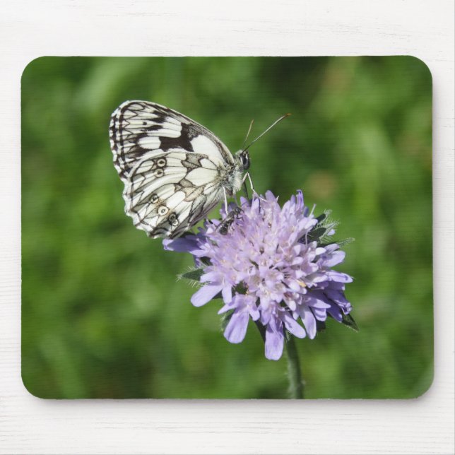 Melanargia galathea musmatta (Framsidan)