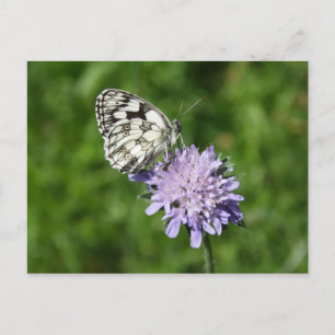 Melanargia galathea vykort