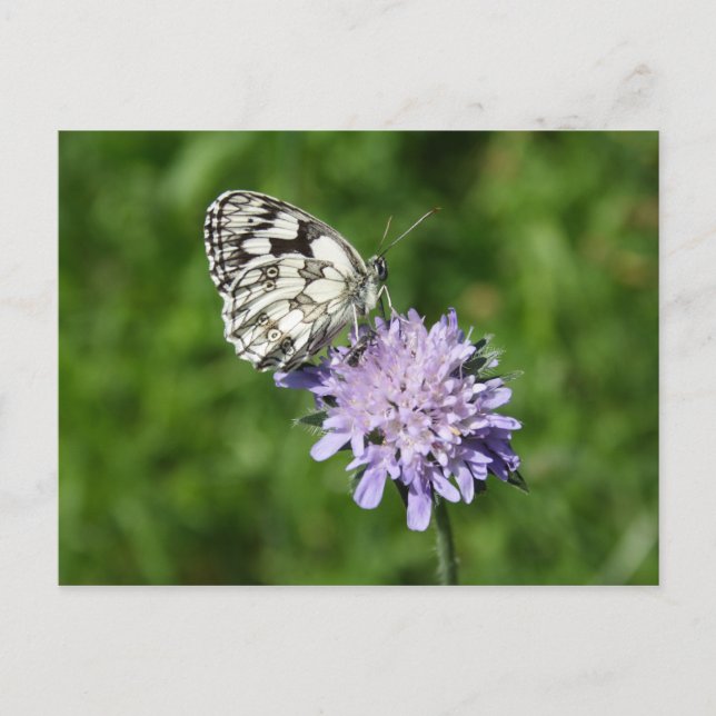 Melanargia galathea vykort (Framsida)