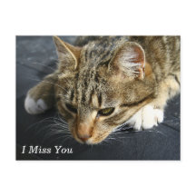 [Melancholy Cat] Jag saknar dig