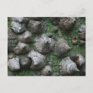 Melb. Botaniska trädgårdar 1 Postkort Vykort