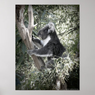 Melbourne - Koala Sitta i det gamla gumman Träd Poster