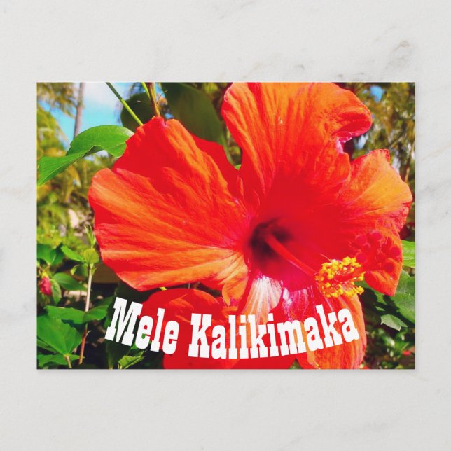 Mele Kalikimaka Postcard Vykort (Framsida)