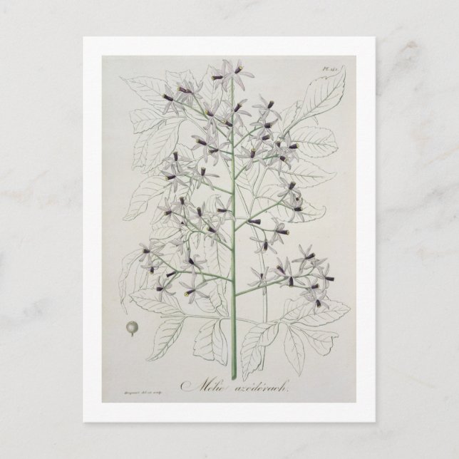 Melia Azedarach från "Phytographie Medicale" av Jo Vykort (Framsida)