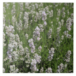Melissa Lavender Kakelplatta