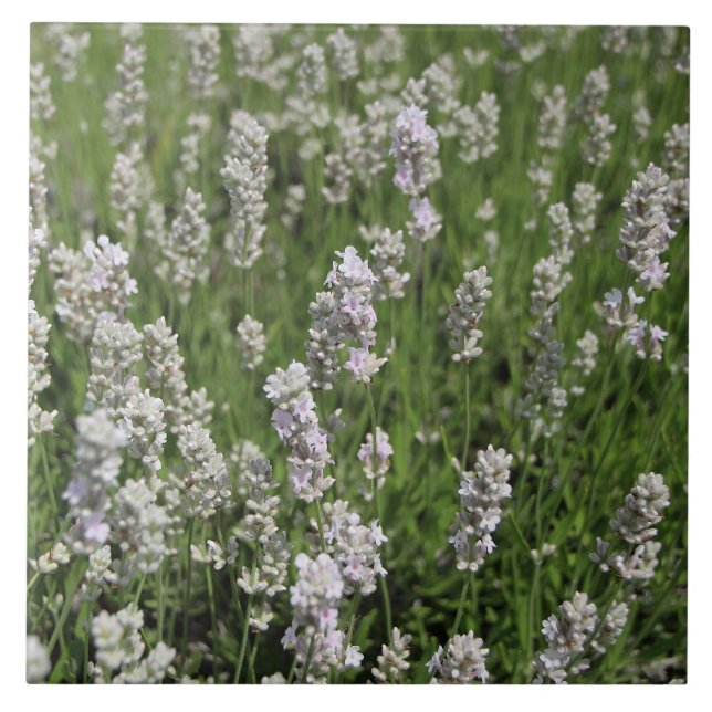 Melissa Lavender Kakelplatta (Framsidan)