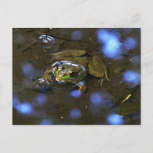 Melissa's Frog Vykort