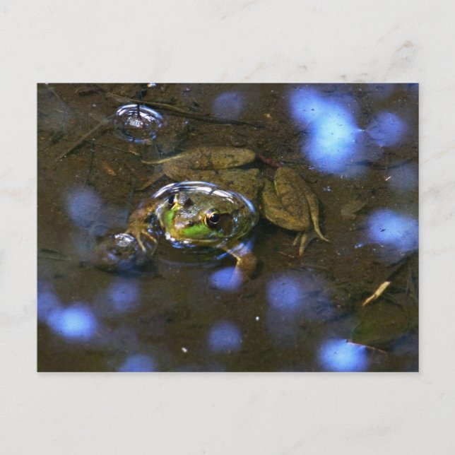 Melissa's Frog Vykort (Framsida)