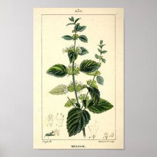 Melisse, Lemon Balm (Melissa officinalis) Skriv ut Poster