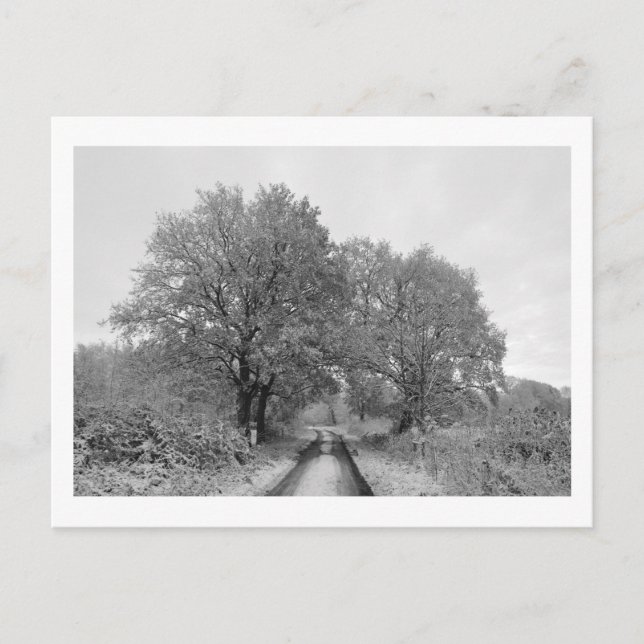 Mellan ekarna (vinter) vykort (Framsida)