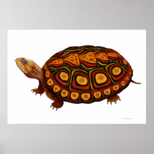 Mellanamerikansk träsköldpaddsutskrift poster