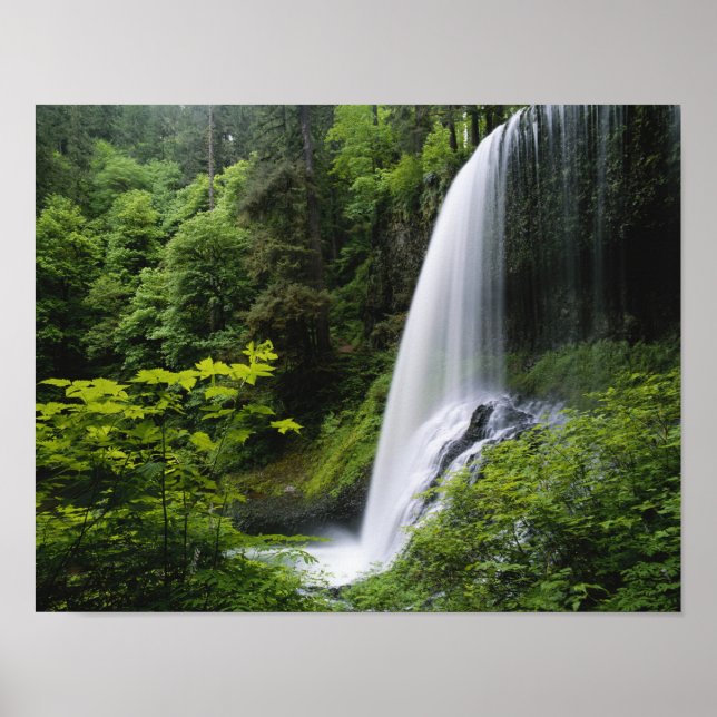 Mellanliggande North Falls, Silver Falls State Par Poster (Framsidan)