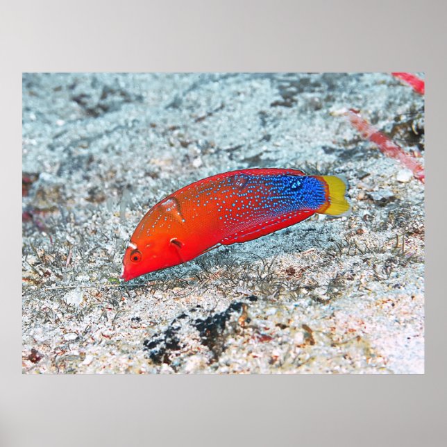 Mellanliggande övergång poster (Framsidan)