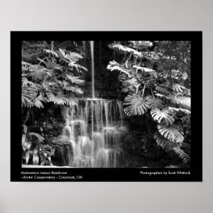 Mellanvästern- Rainforest Poster