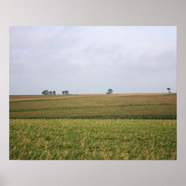 Mellanvästra Cornfield liggande Färg 16 x 20 Poster (Framsidan)