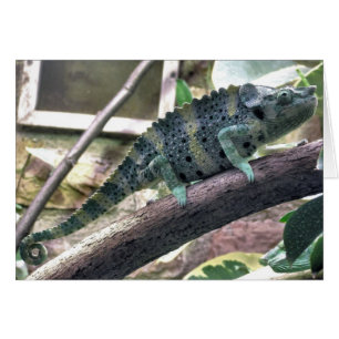 Mellers kameleont - Chamaeleomelleri Hälsningskort