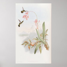 Mellisuga Minima Kolibrier av John Gould Poster