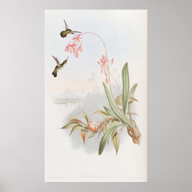 Mellisuga Minima Kolibrier av John Gould Poster (Framsidan)