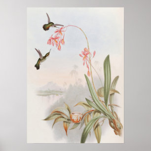 Mellisuga Minima Kolibrier av John Gould Poster