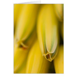 Mellow Gult Aloe Hälsningskort